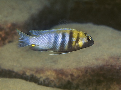 Tropheops sp. 'weed' Chewere